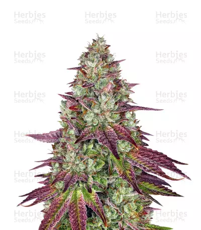 Mimosa EVO Feminized Seeds (Barney’s Farm)