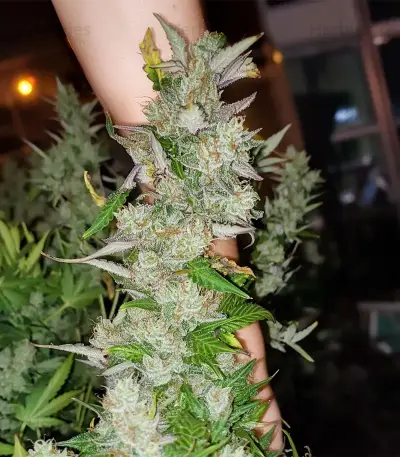 Moonshine Mass feminized seeds