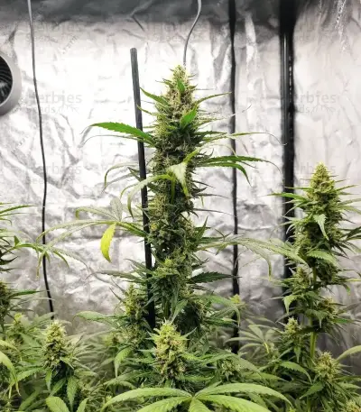 Neville's Rose Auto Seeds