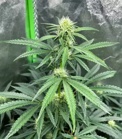 Graines de Purple Juice Auto (Herbies Seeds)
