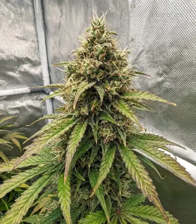 Raspberry Waffle CBD Seeds