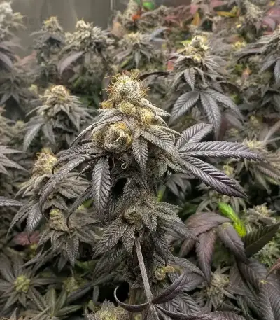 RS11 x Banana OG Seeds (Barney's Farm)