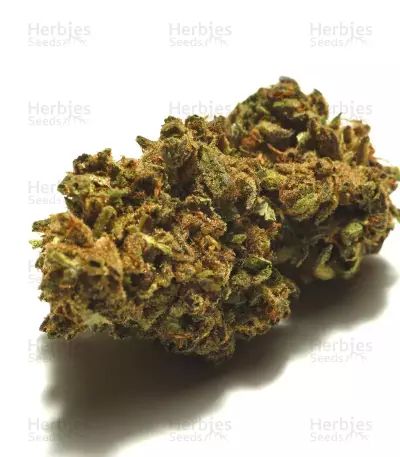 Shiva Blue regular (Xtreme Seeds)