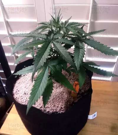 Stardawg Seeds