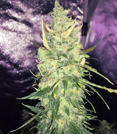 Semi femminizzati Trans Siberian Auto