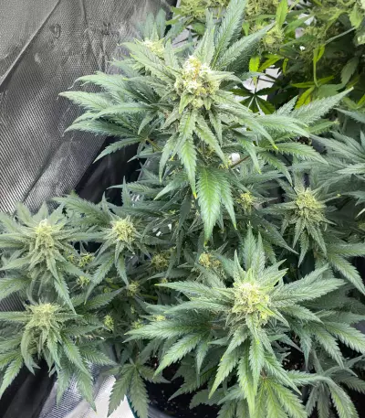 Trainwreck Fast Version (Herbies Seeds)