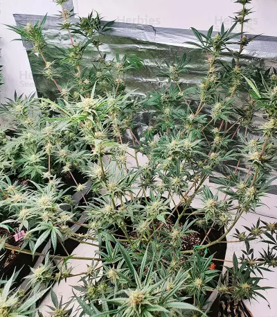 Unknown Kush Early Version (Delicious Seeds)