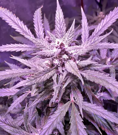 60 Day Lemon Autoflower (DNA Genetics)