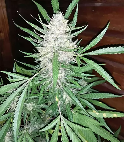Amnesia Seeds (Seedstockers)