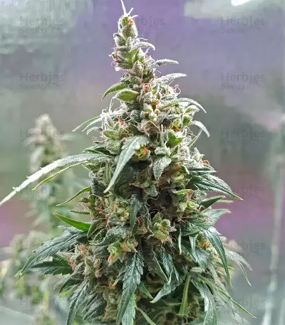 Semi femminizzati Jack-Matic Auto