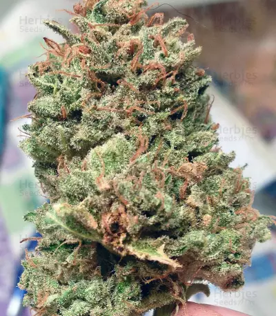 Cheese feminized seeds (Big Buddha Seeds)