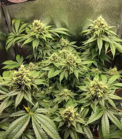 Black Jack Seeds
