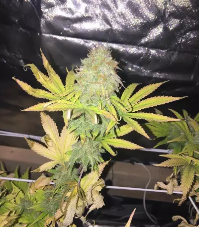 Graines de cannabis CBD Blue Shark (Barney's Farm)