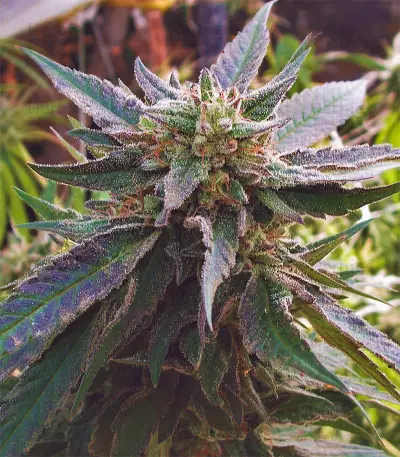 Candyland Seeds