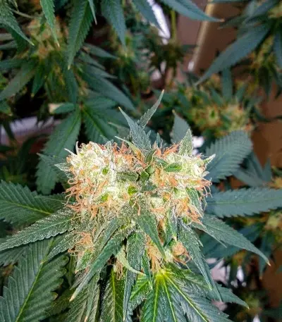 Chemdawg Seeds (Humboldt Seeds Organization)