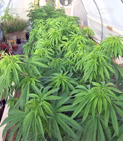 Congo x Kali China Seeds