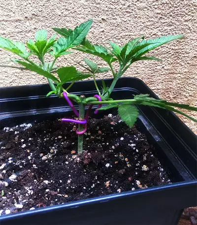 Critical Ryder Auto feminized seeds