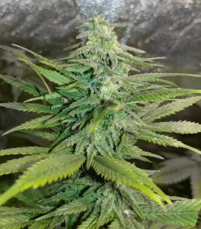 Destroy OG Seeds