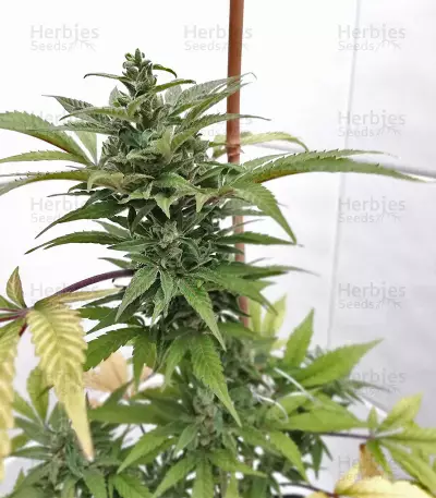 Graines de cannabis Gorilla CBD (Dinafem Seeds)