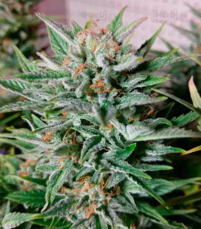 Graines de cannabis Fast & Vast Auto (Heavyweight Seeds)