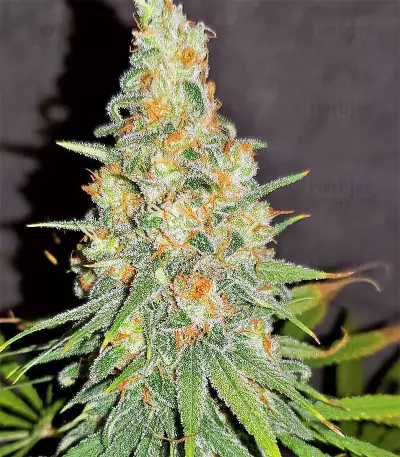 Graines féminisées de Gorilla Cookies (Big Head Seeds)