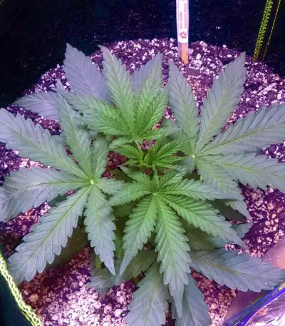 Gorilla Seeds (00 Seeds)