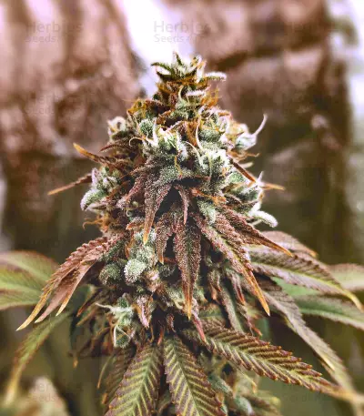 Semi femminizzati Grand Daddy Purp