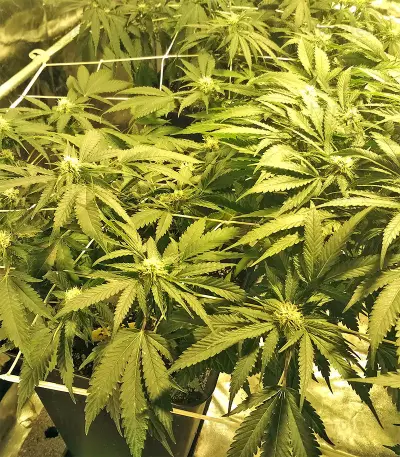 Kripple Roulette (Dr. Krippling Seeds)
