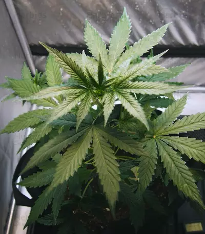 La Diva Auto Seeds