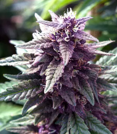 Lavender Seeds