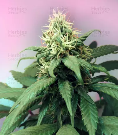Lemon OG Kush Seeds