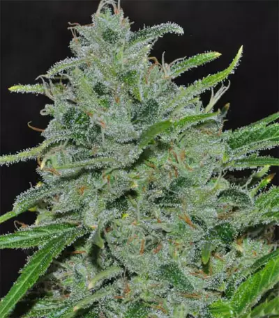 Malawi Breeders Pack Seeds