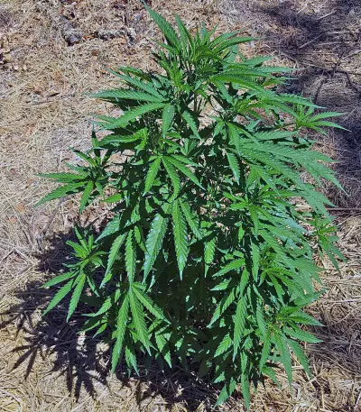 Mind Can'trol Seeds