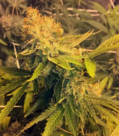 Pineapple Express Seeds (G13 Labs)
