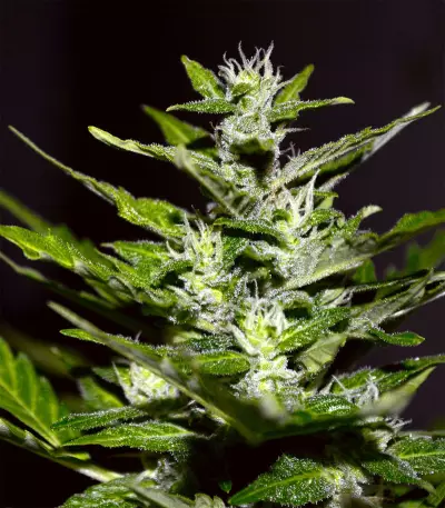 Pure Africa Seeds