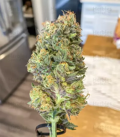 Pure Gelato feminized seeds