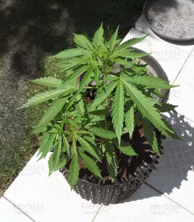 Purple Haze Auto strain