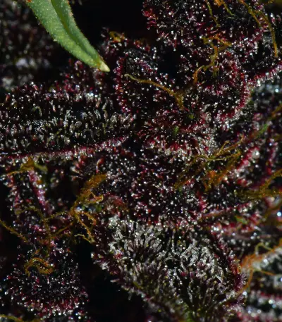 Graines féminisées de Purple Lemonade Auto (Fast Buds)