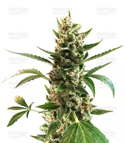 Sideral feminized seeds