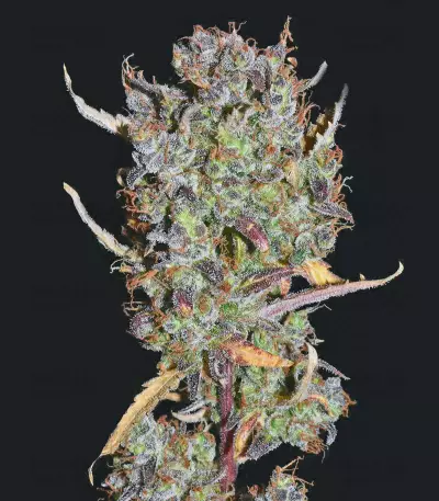 Sour Tangie Semi regolari