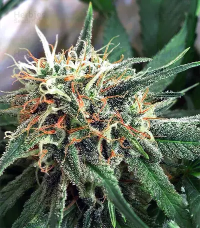 Super Lemon Haze x Banana Punch Seeds