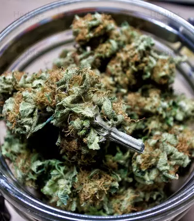 Semi femminizzati di White Widow (Big Head Seeds)