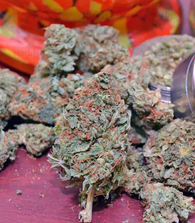 Graines de cannabis A.M.S. (GHS)