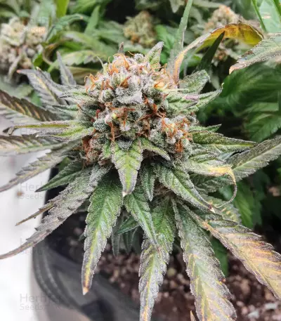 Bubblegum (Herbies Seeds)