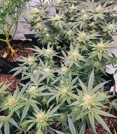 Caramelo Early Version Seeds (Delicious Seeds)