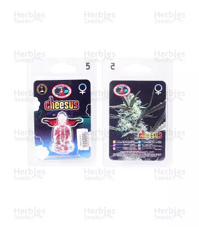 Cheesus feminized seeds