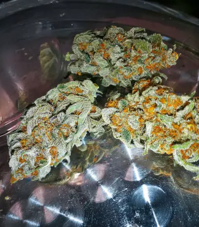 Sementes Feminizadas de Delicious Cookies Early Version (Delicious Seeds)