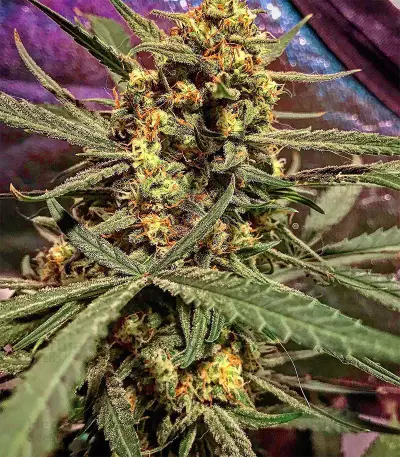 DO-SI-DOS Seeds