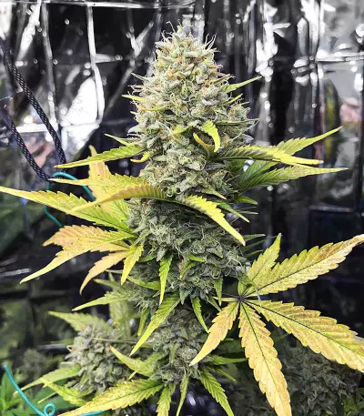 Dozy Sith Seeds (AlphaFem Seeds)