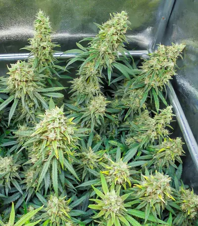 Dozy Whale Seeds (AlphaFem Seeds)